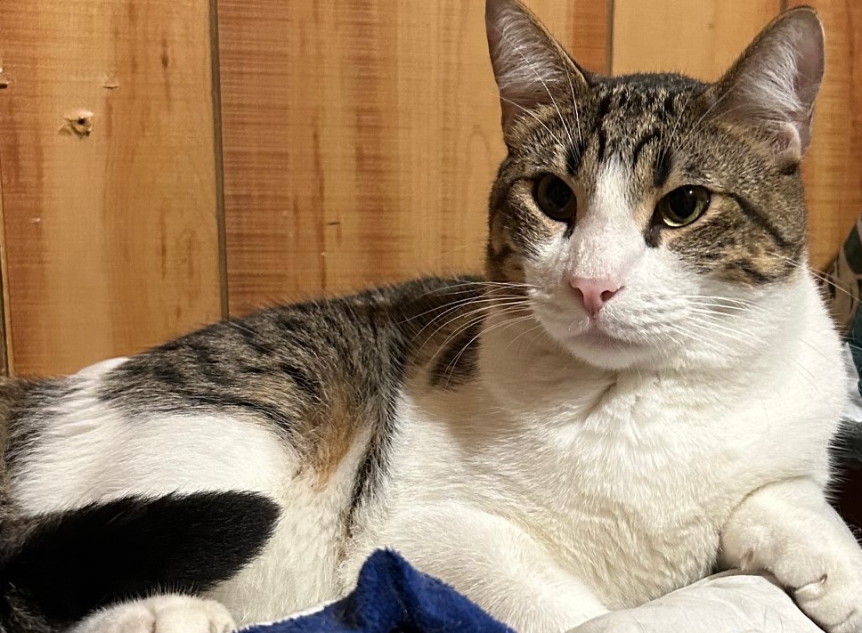 Lenny, a Adoptable Domestic Short Hair in Austin, TX image 5/6