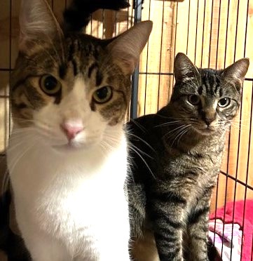 Lenny, a Adoptable Domestic Short Hair in Austin, TX image 6/6