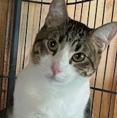 Lenny, a Adoptable Domestic Short Hair in Austin, TX image 3/6