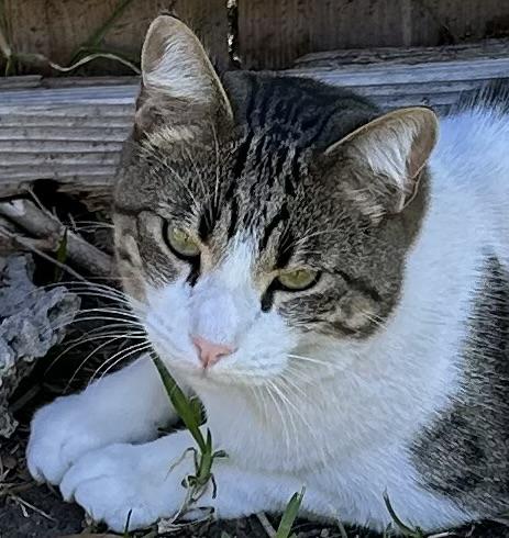 Lenny, a Adoptable Domestic Short Hair in Austin, TX image 4/6