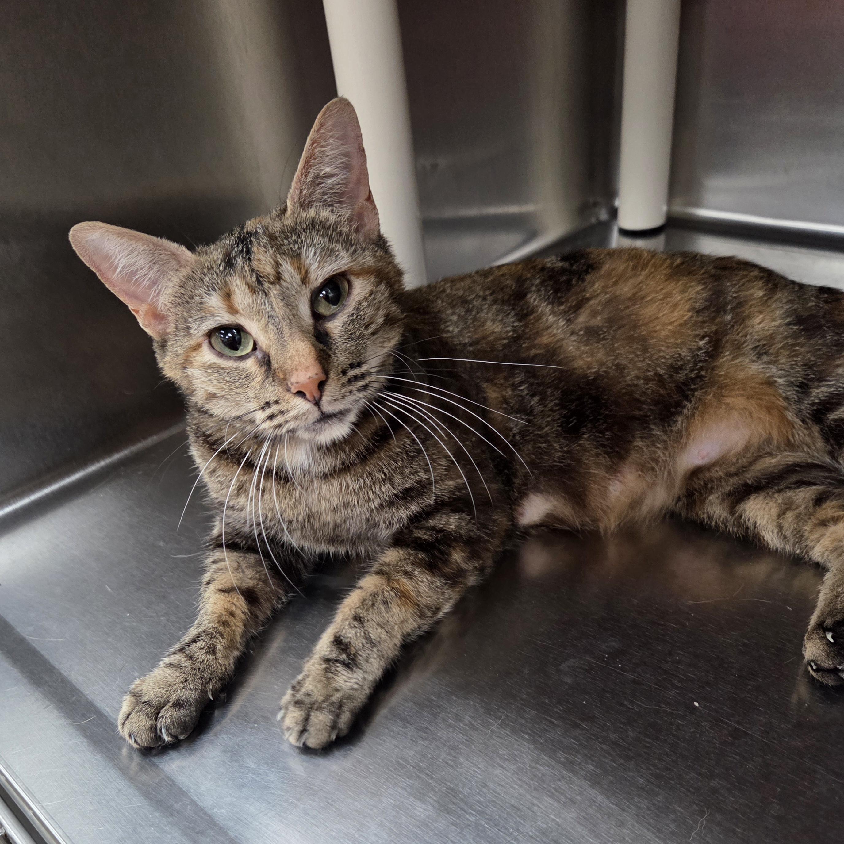 Gemma, ADOPTABLE, Young Female Domestic Short Hair.