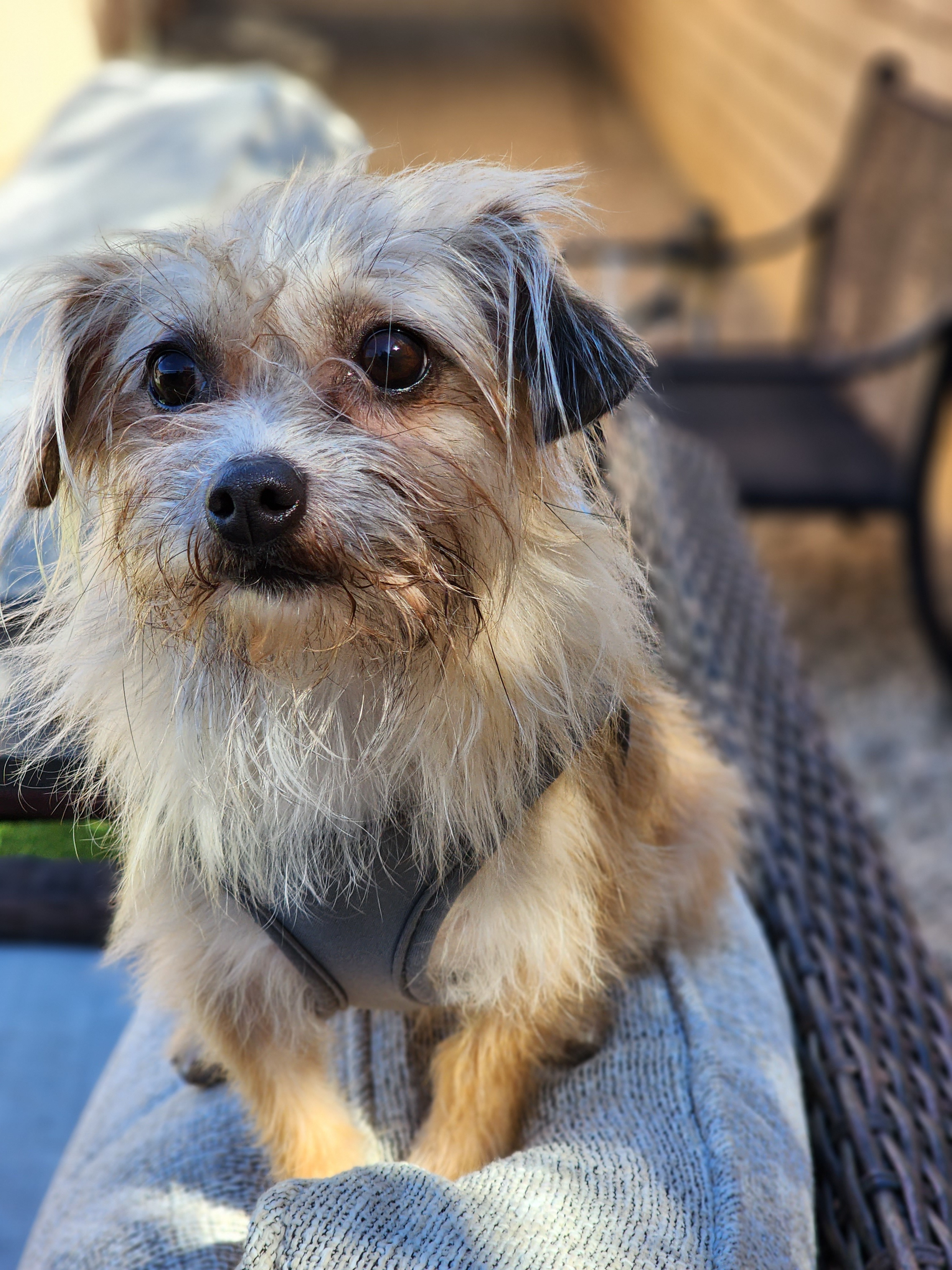 Enlarge Howard "HoJo" Johnson, a Adopted mixed breed in La Quinta, CA image 1/13