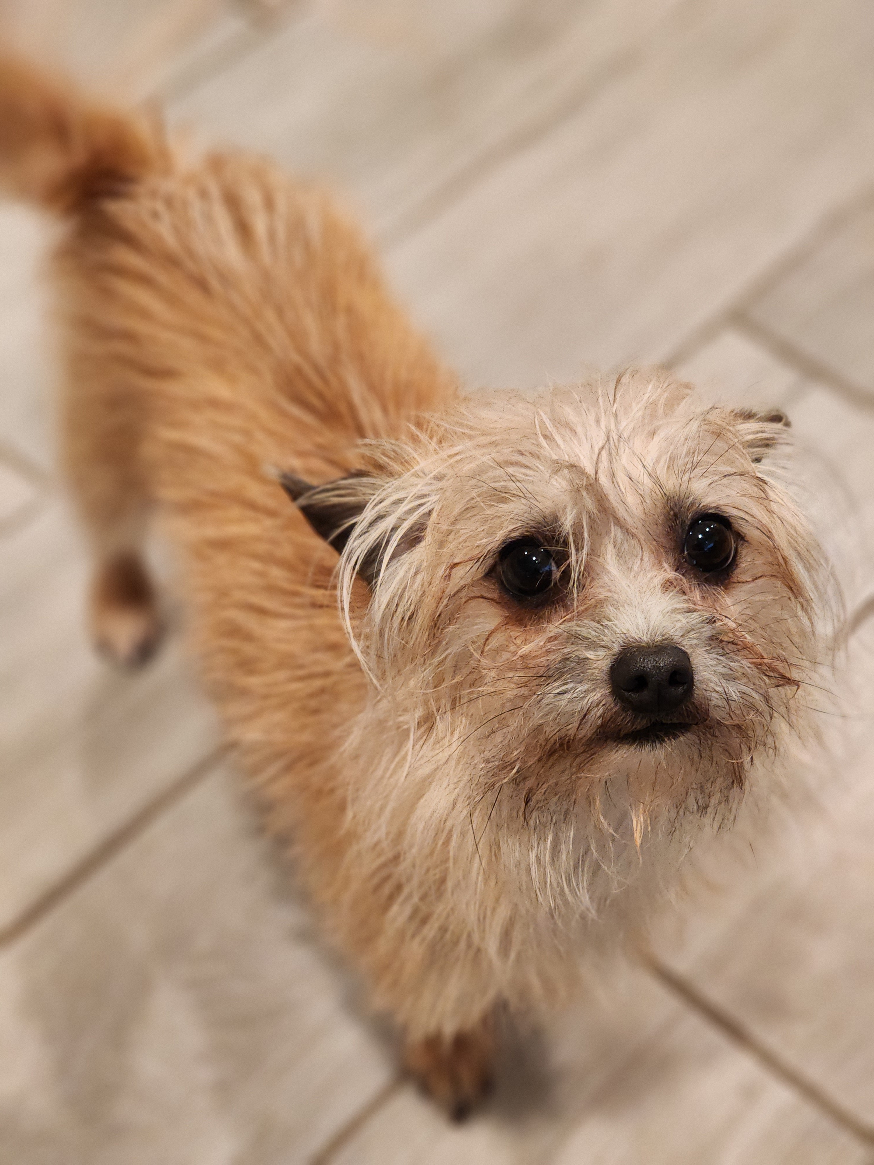 Enlarge Howard "HoJo" Johnson, a Adopted mixed breed in La Quinta, CA image 2/13