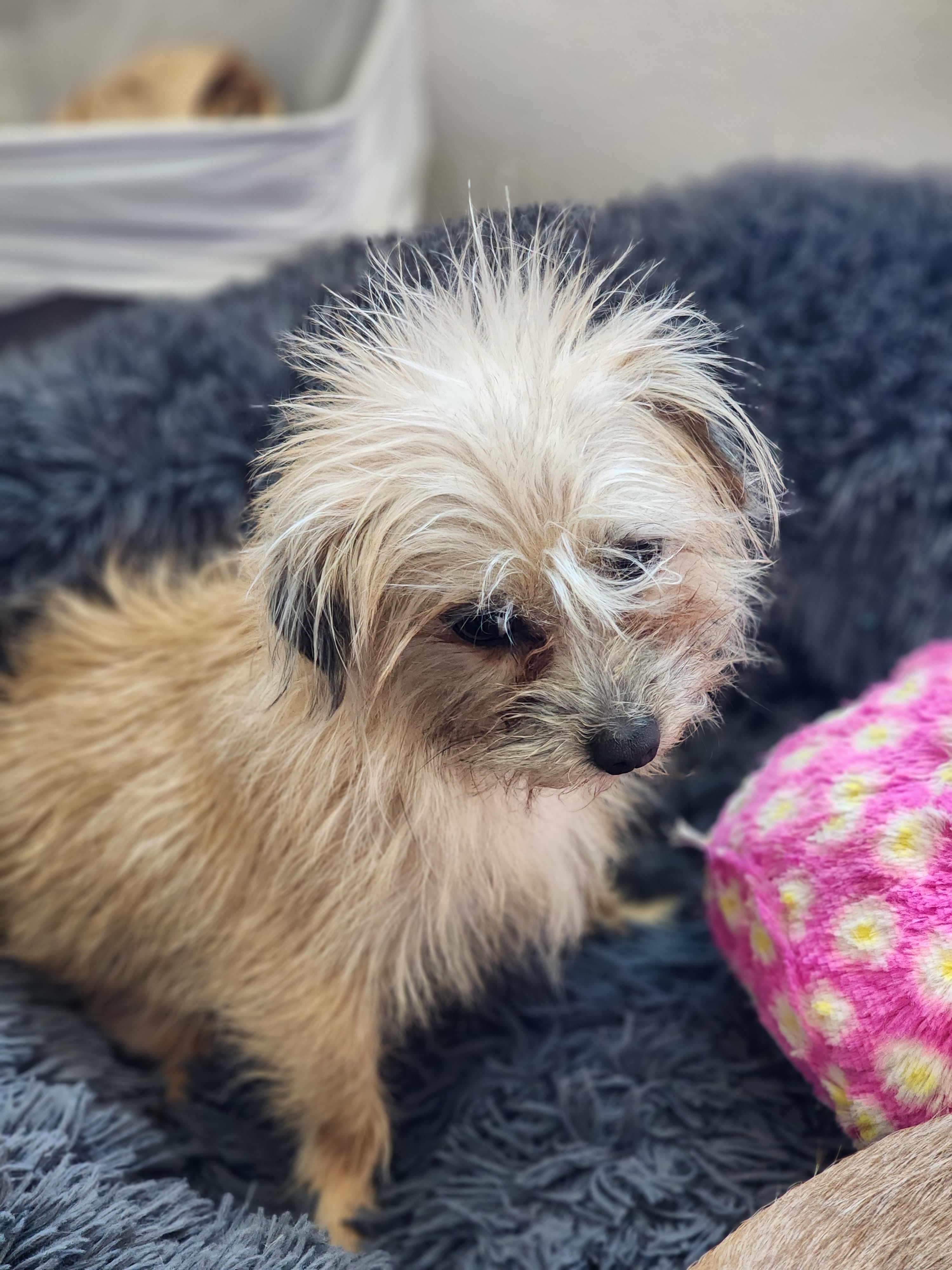 Enlarge Howard "HoJo" Johnson, a Adopted mixed breed in La Quinta, CA image 3/13