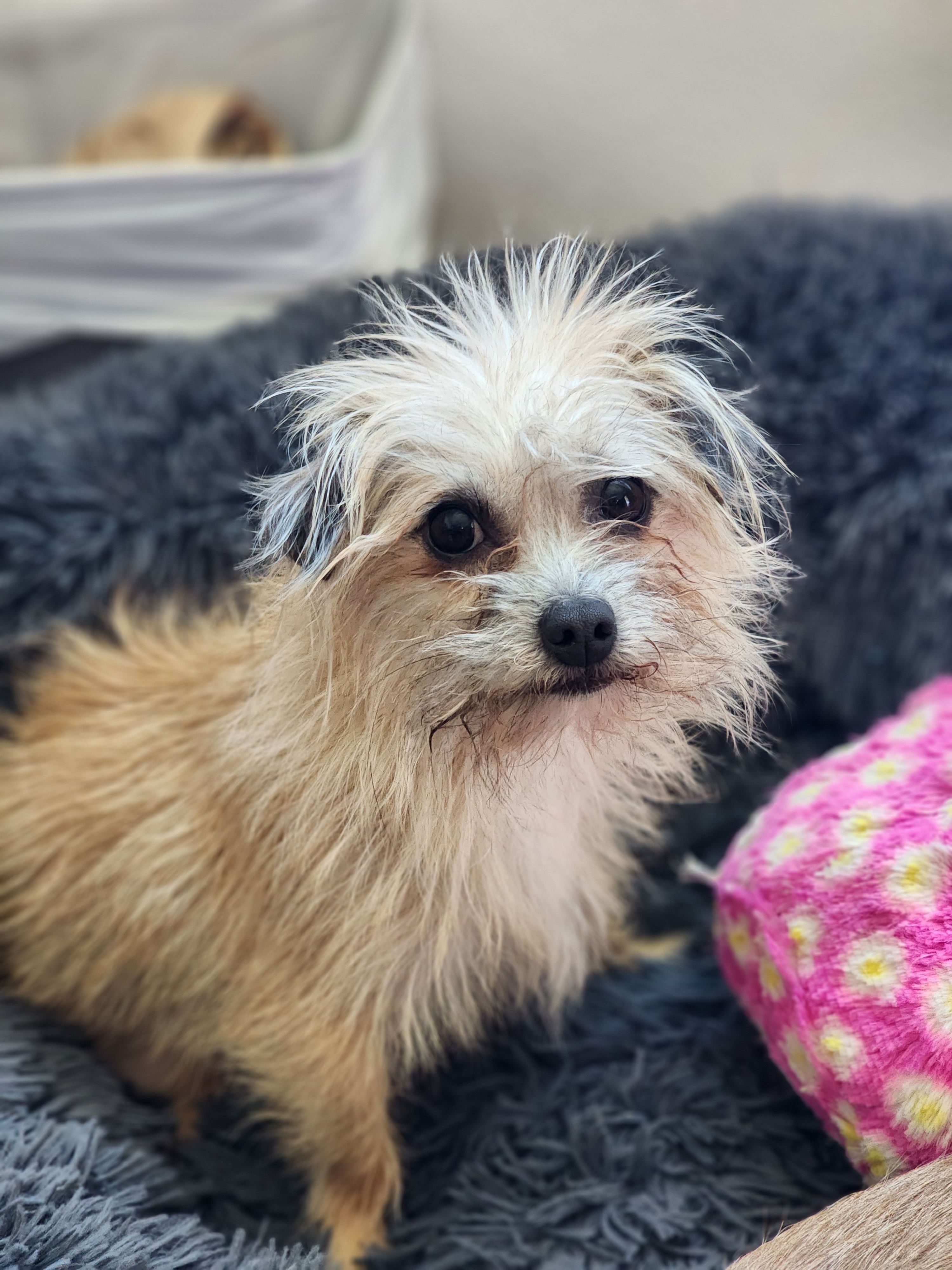 Enlarge Howard "HoJo" Johnson, a Adopted mixed breed in La Quinta, CA image 4/13