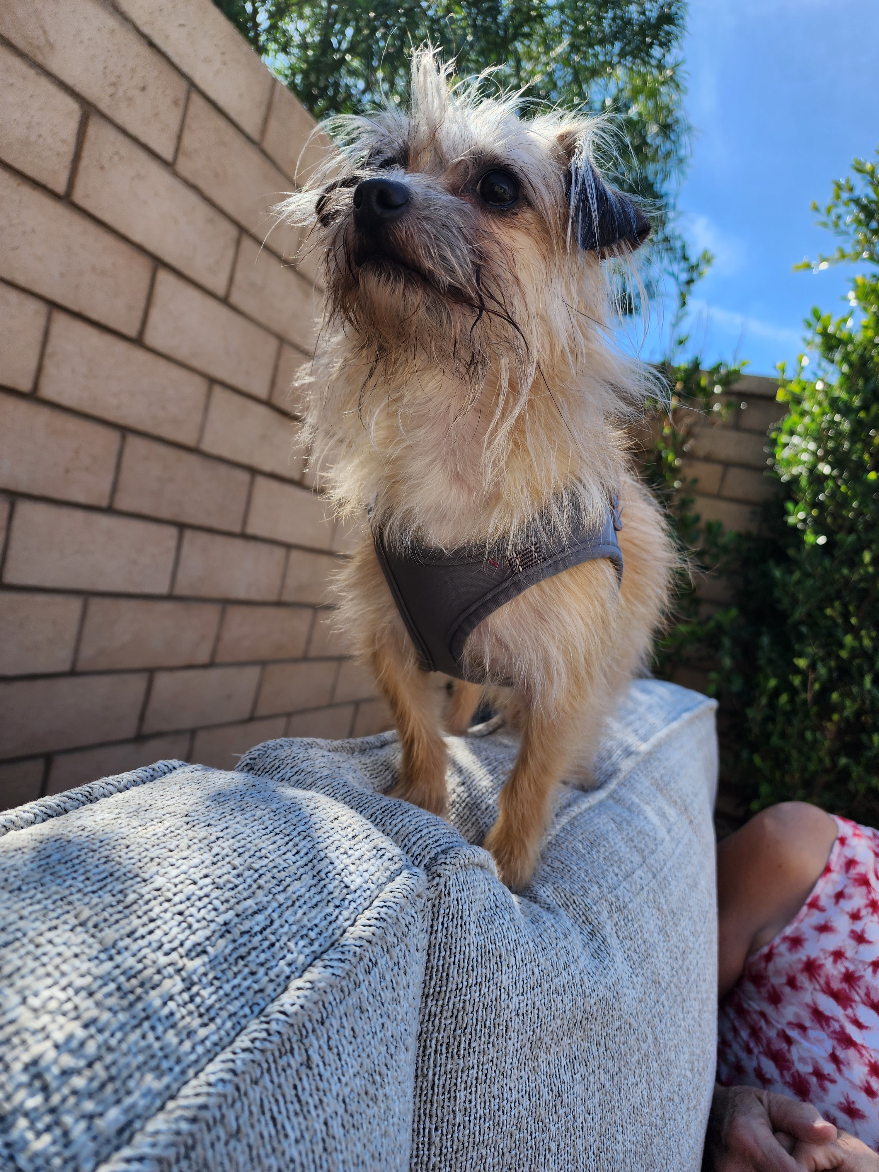 Enlarge Howard "HoJo" Johnson, a Adopted mixed breed in La Quinta, CA image 5/13