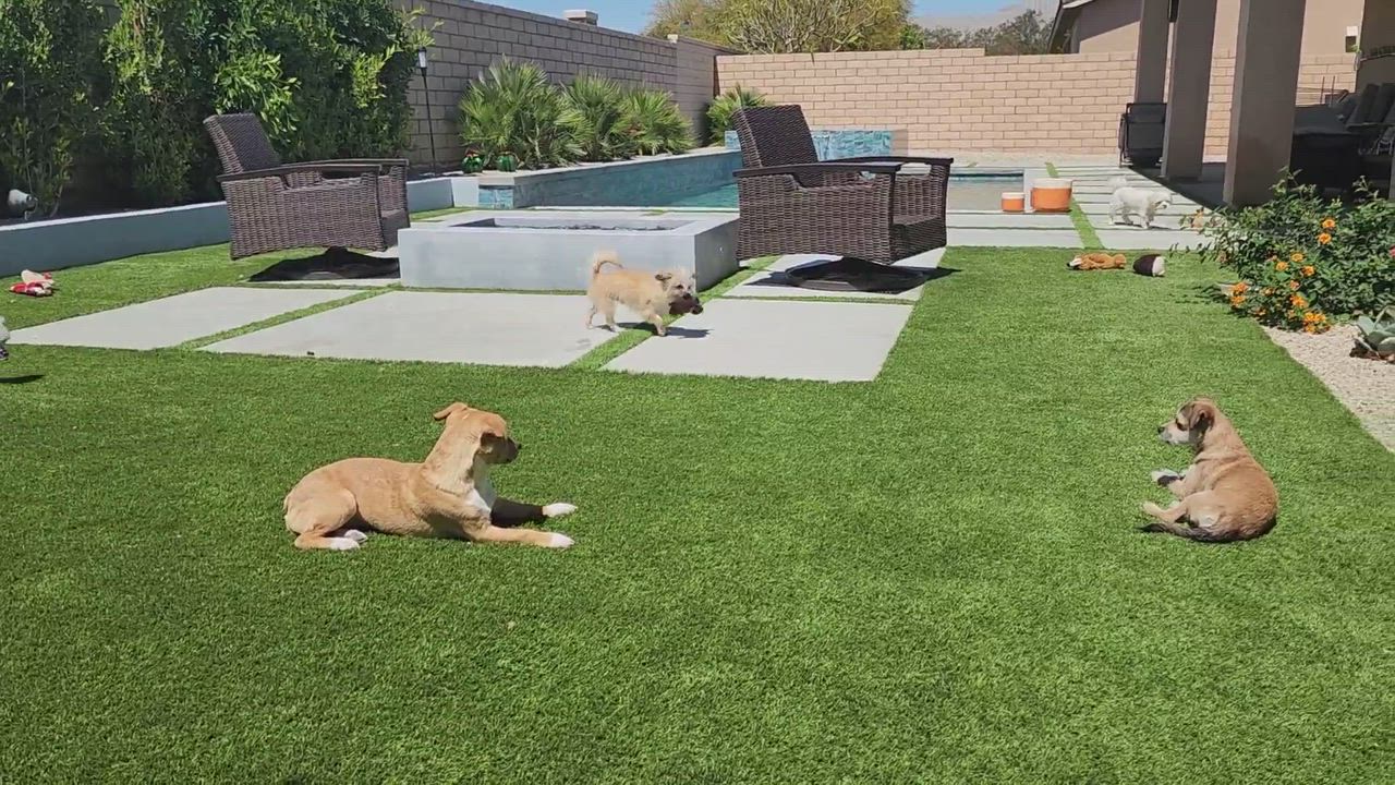 Enlarge Howard "HoJo" Johnson, a Adopted mixed breed in La Quinta, CA video 12/13