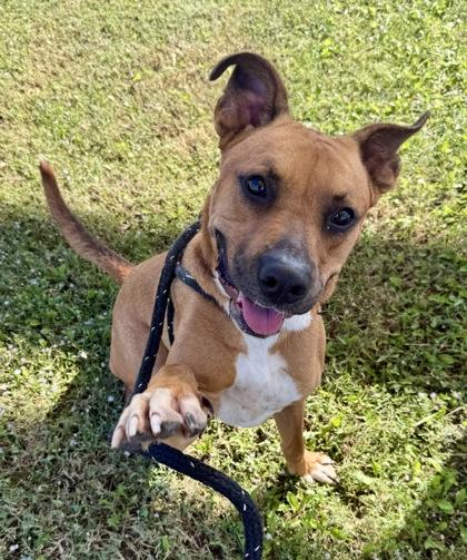 Squash, a Adoptable mixed breed in Lewisville, TX image 1/3
