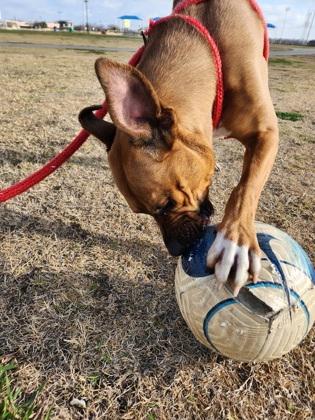 Enlarge Squash, a Adoptable mixed breed in Lewisville, TX image 2/3