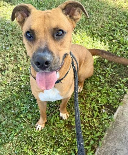 Squash, a Adoptable mixed breed in Lewisville, TX image 2/3