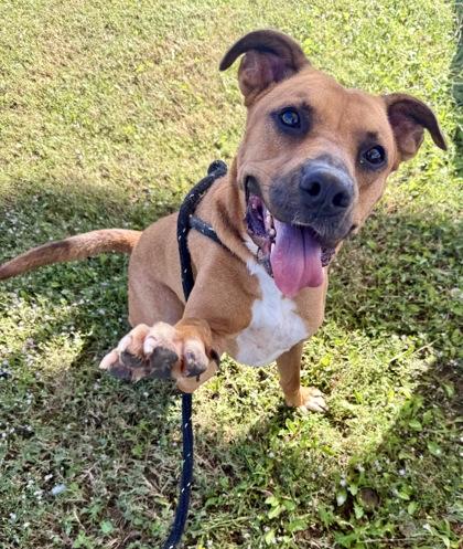 Squash, a Adoptable mixed breed in Lewisville, TX image 3/3