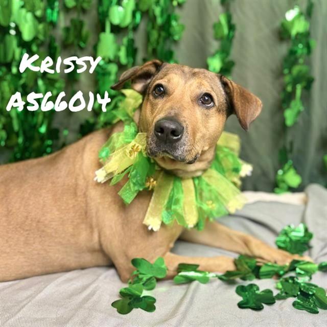 Enlarge KRISSY, a Adoptable mixed breed in Huntsville, AL image 1/1