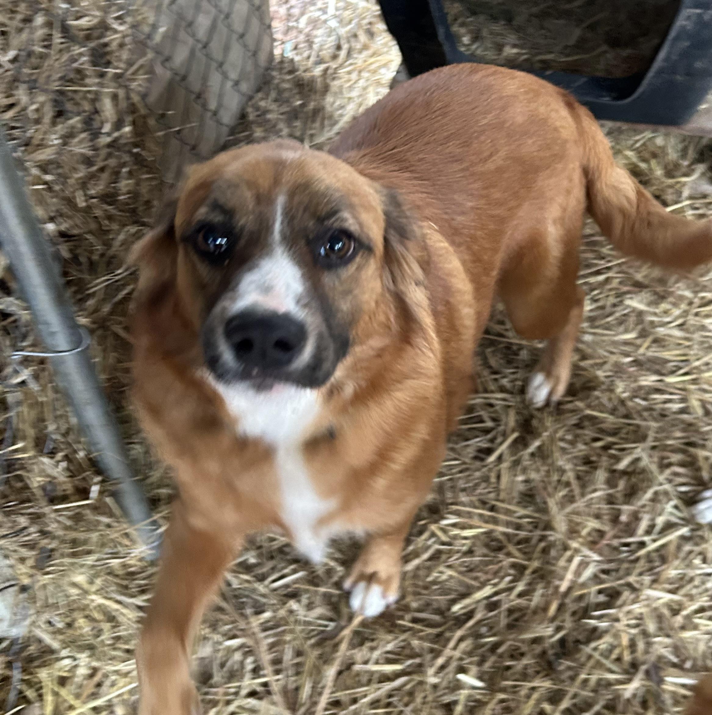 Curly, adopted, Adult Male Pembroke Welsh Corgi.