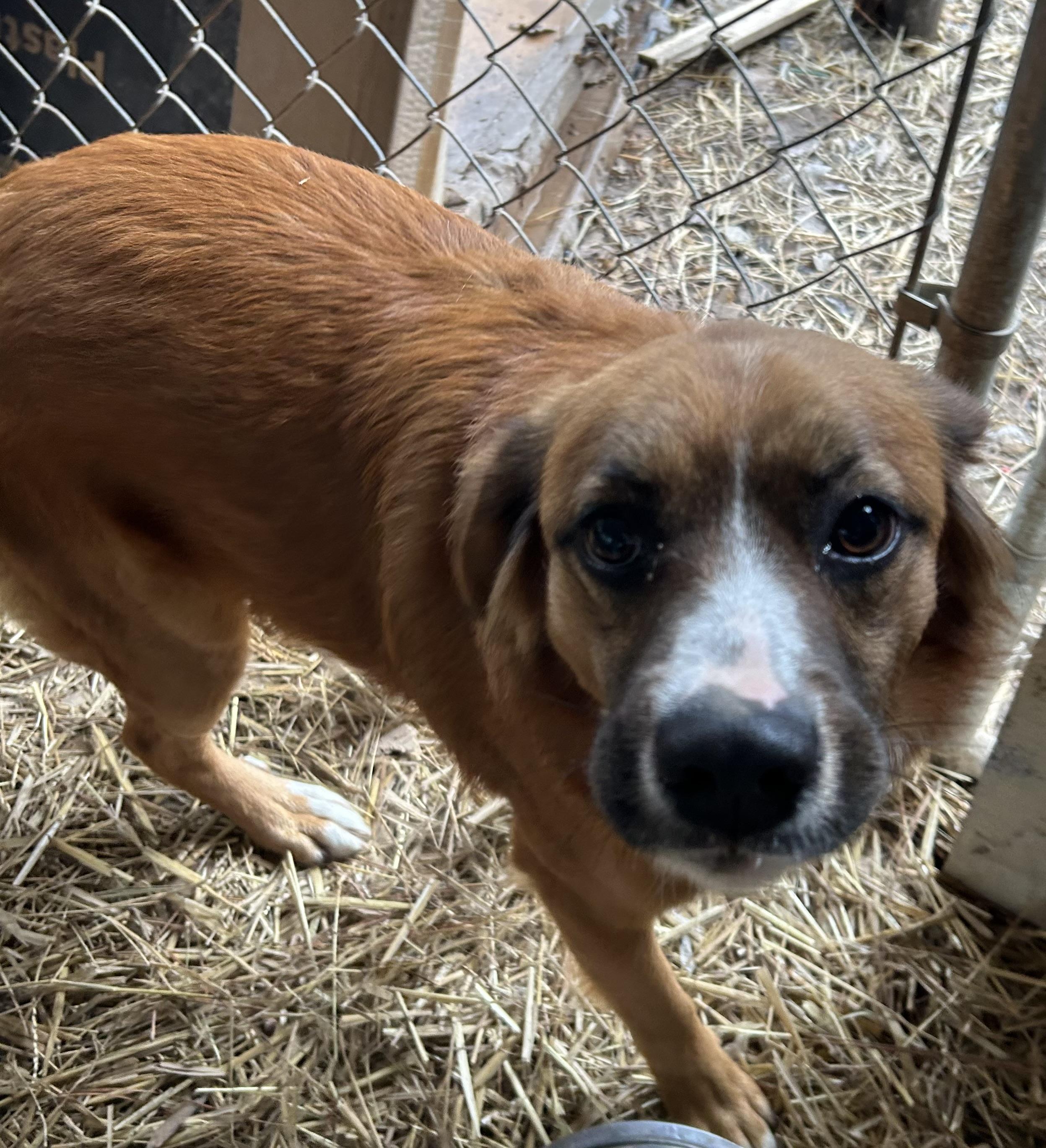 Enlarge Curly, an adopted mixed breed in Pine Bluff, AR image 2/2