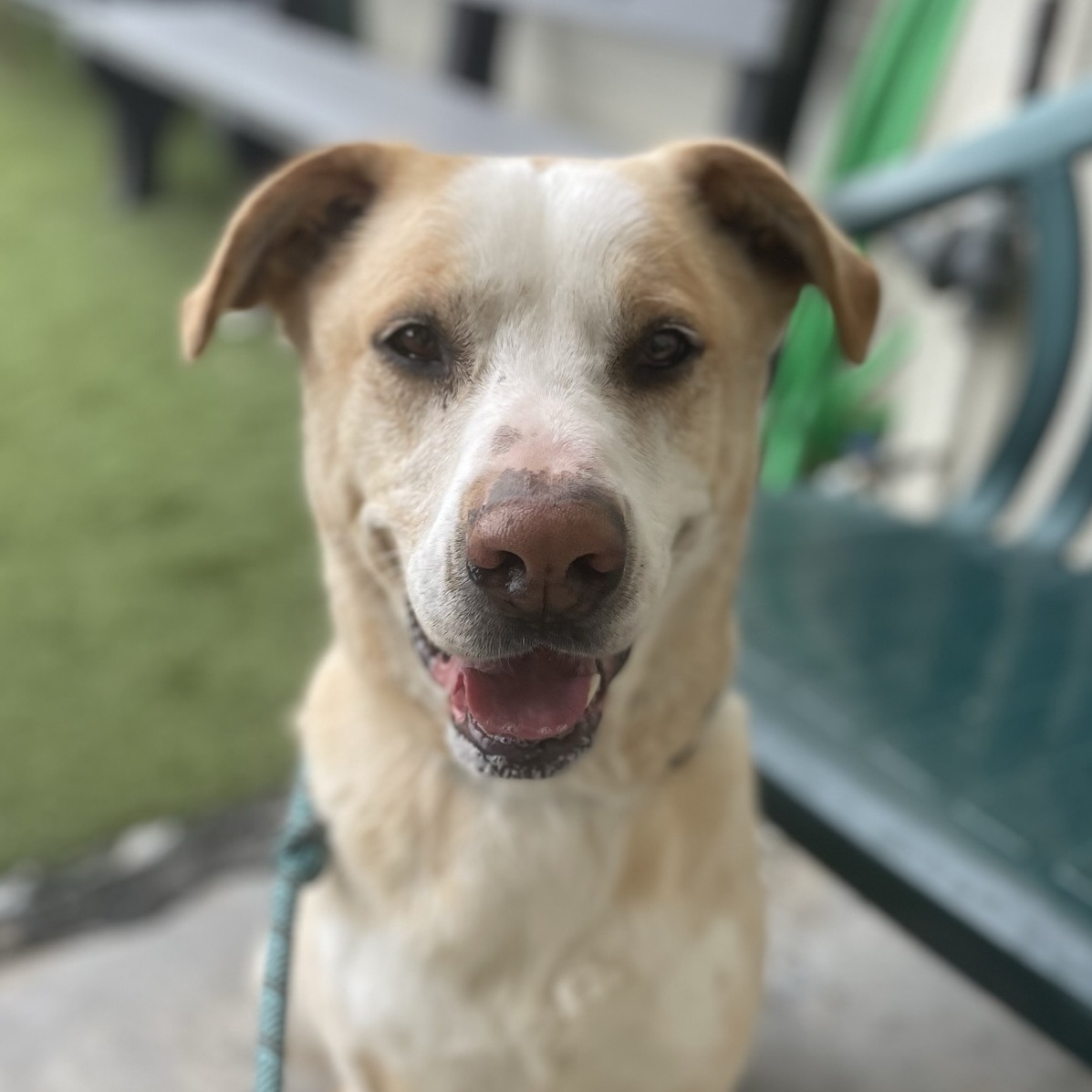 Enlarge Jax, a Adoptable mixed breed in Canoga Park, CA image 8/12
