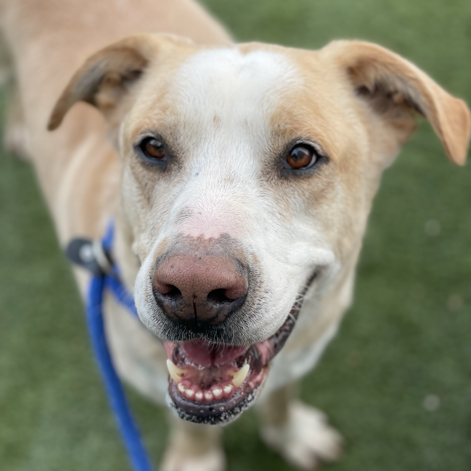 Enlarge Jax, a Adoptable mixed breed in Canoga Park, CA image 1/12