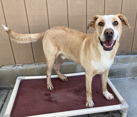 Jax, Adoptable, Adult Male Labrador Retriever & Great Dane.