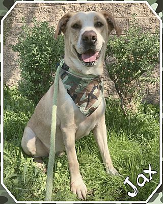 Enlarge Jax, a Adoptable mixed breed in Canoga Park, CA image 10/12