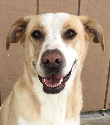 Enlarge Jax, a Adoptable mixed breed in Canoga Park, CA image 11/12