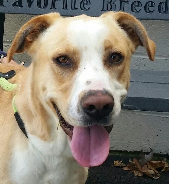 Enlarge Jax, a Adoptable mixed breed in Canoga Park, CA image 12/12