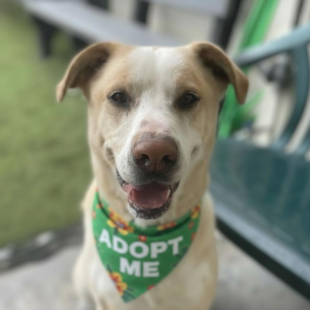 Enlarge Jax, a Adoptable mixed breed in Canoga Park, CA image 6/6
