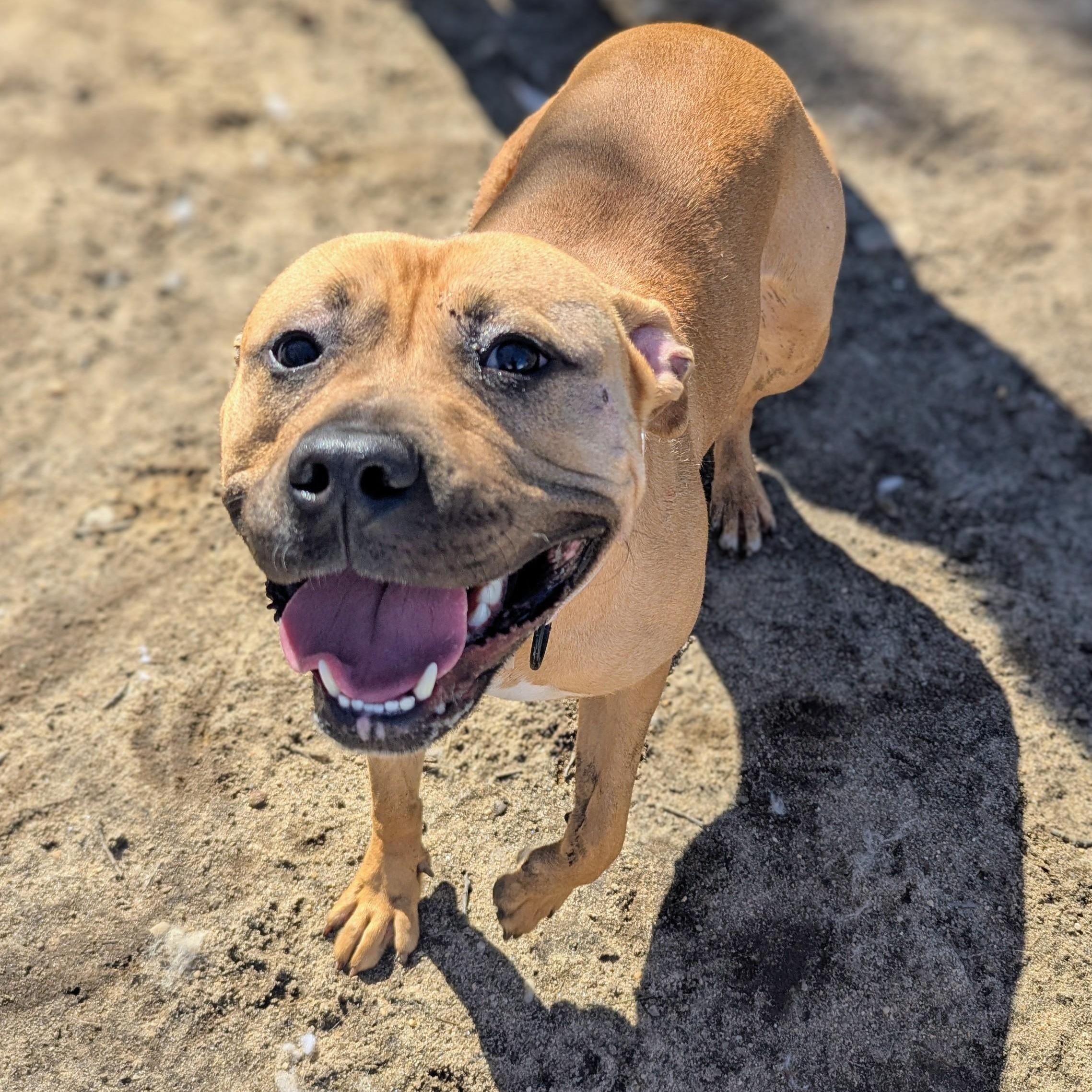 Reign Amour, Adoptable, Adult Female Mixed Breed.