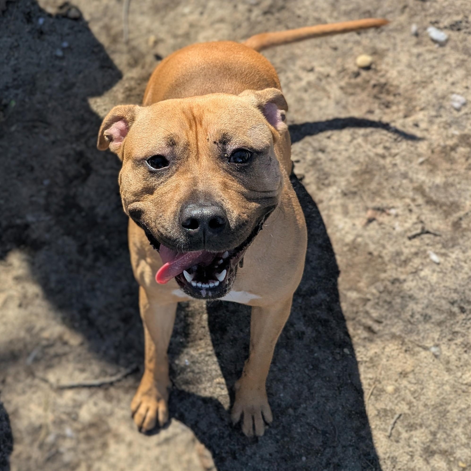 Reign Amour, a Adoptable mixed breed in Brookhaven, NY image 3/3