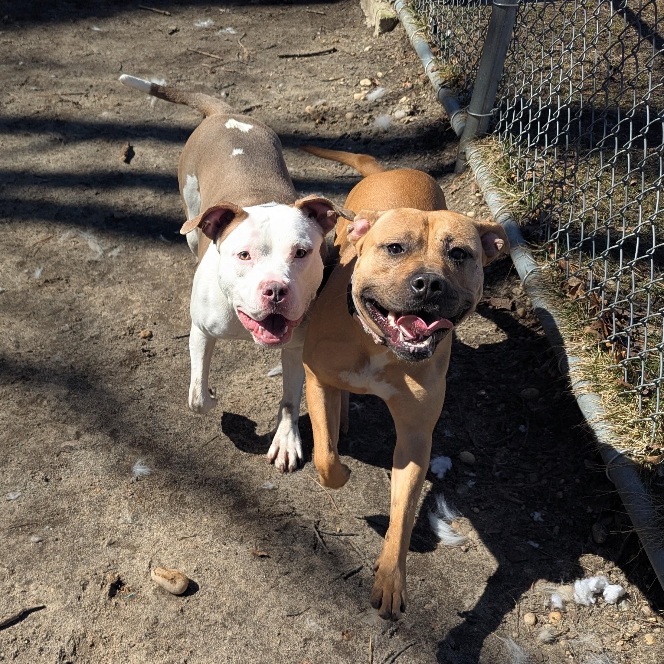 Reign Amour, a Adoptable mixed breed in Brookhaven, NY image 2/3