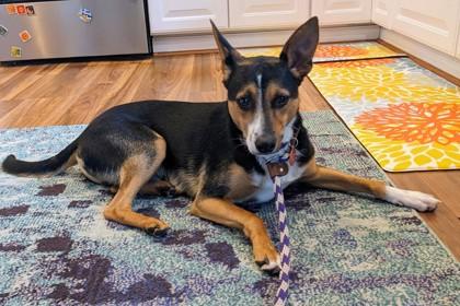 Macho_LA, adopted, Young Male Rat Terrier.