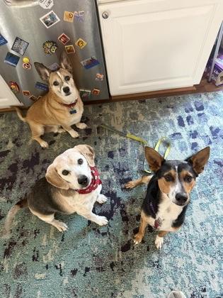 Enlarge Macho_LA, an adopted mixed breed in Baltimore, MD image 2/2