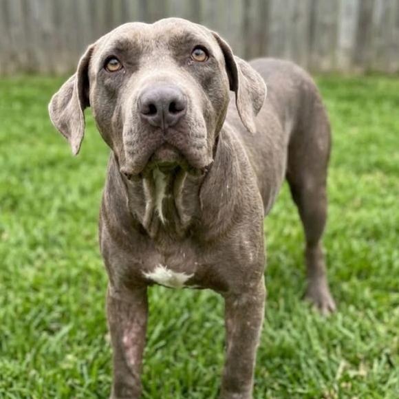 Enlarge Otis, a Adoptable mixed breed in South Bend, IN image 2/4