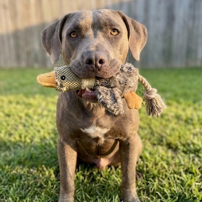 Otis, Adoptable, Adult Male Labrador Retriever & Staffordshire Bull Terrier.