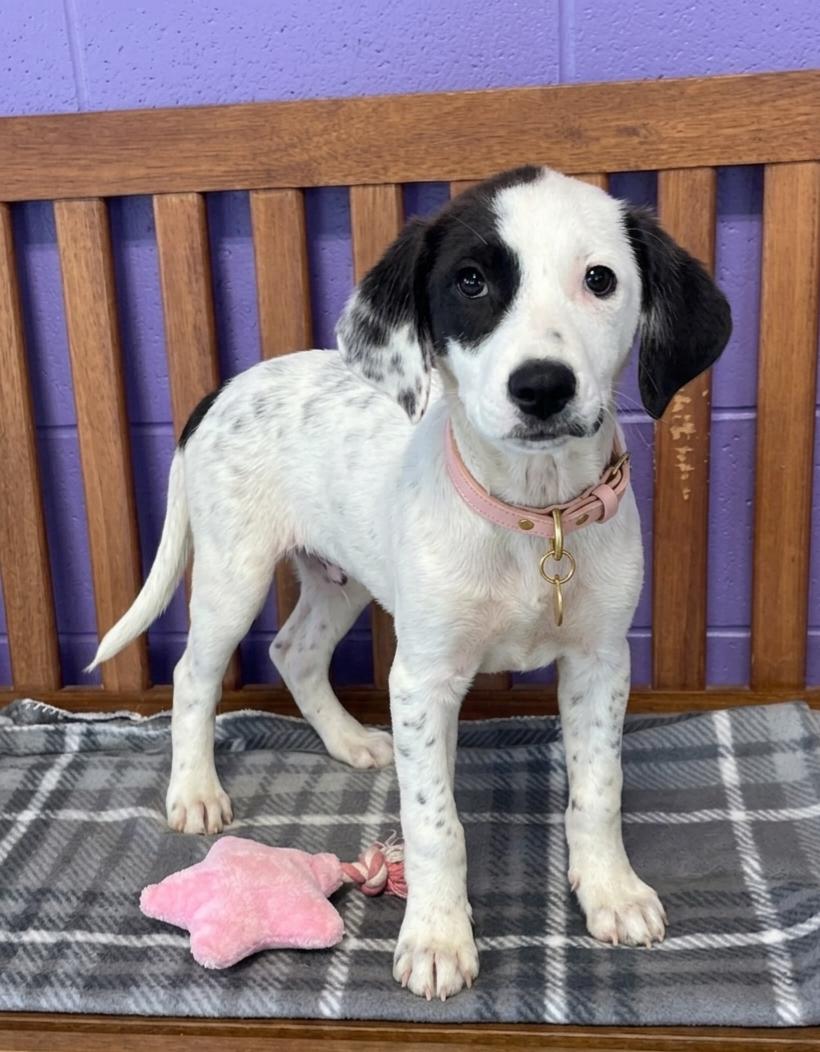Enlarge **DIAMOND**, a Adopted Spaniel in North Prairie, WI image 1/2