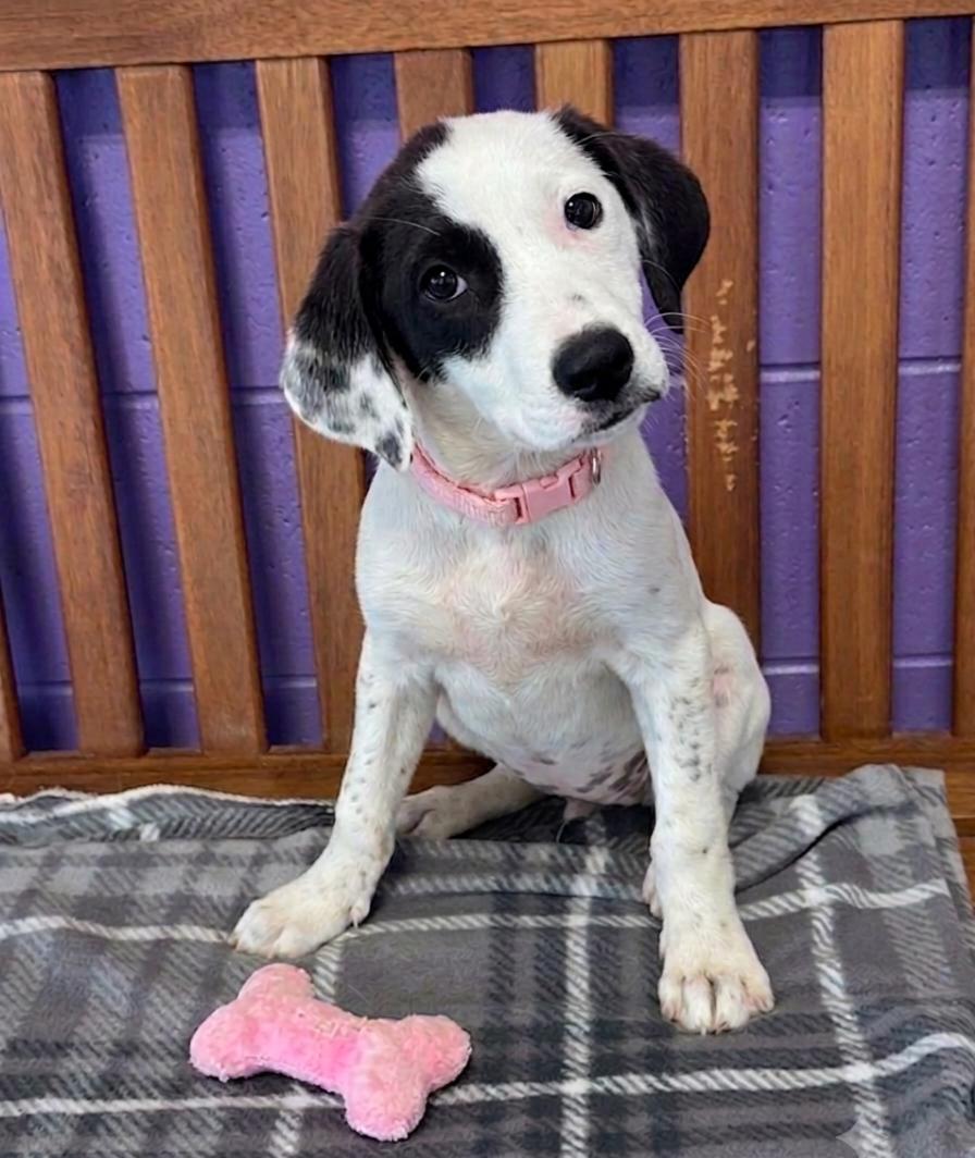 Enlarge **DIAMOND**, a Adopted Spaniel in North Prairie, WI image 2/2