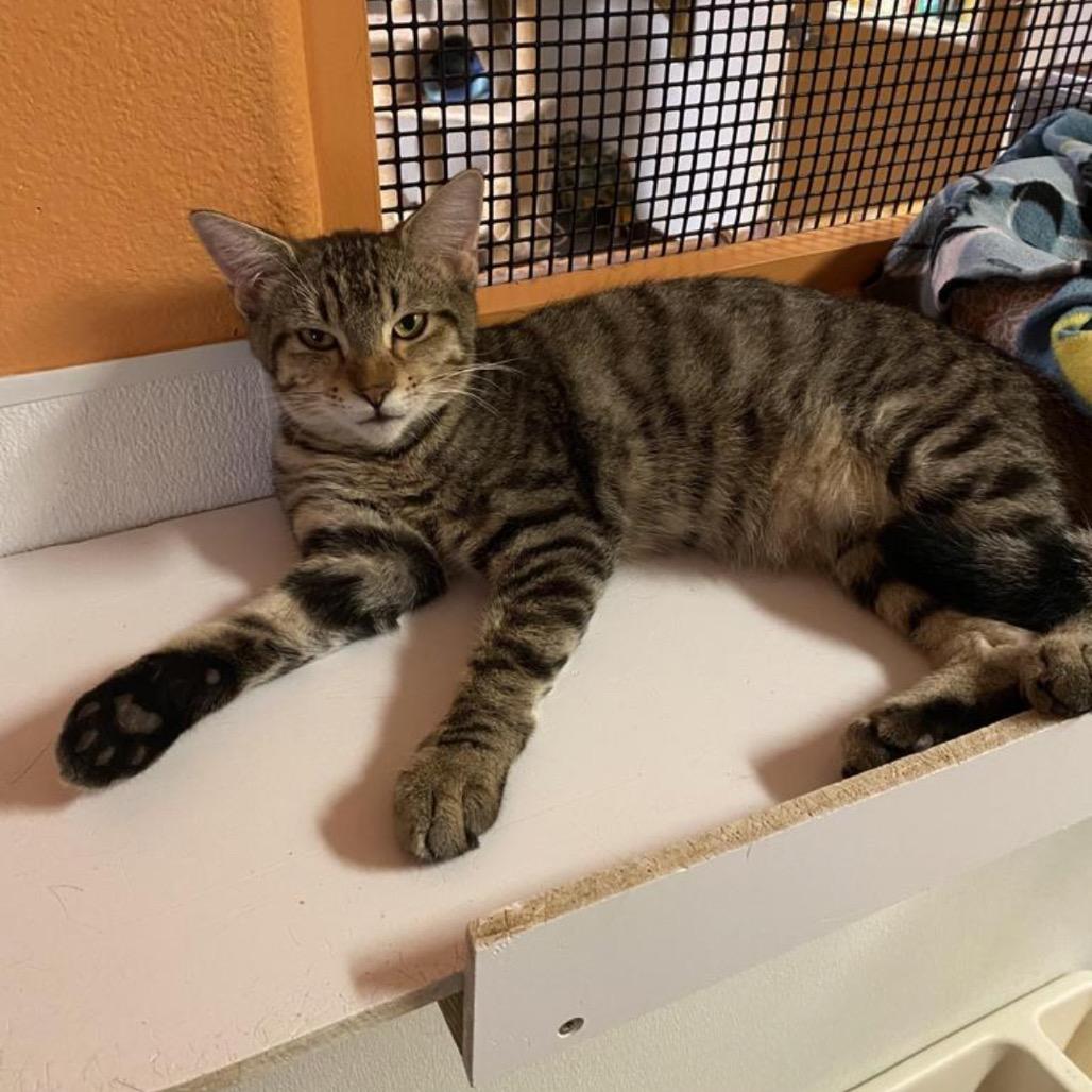 Enlarge Hatter, a Adoptable Domestic Medium Hair in Fulton, TX image 1/1