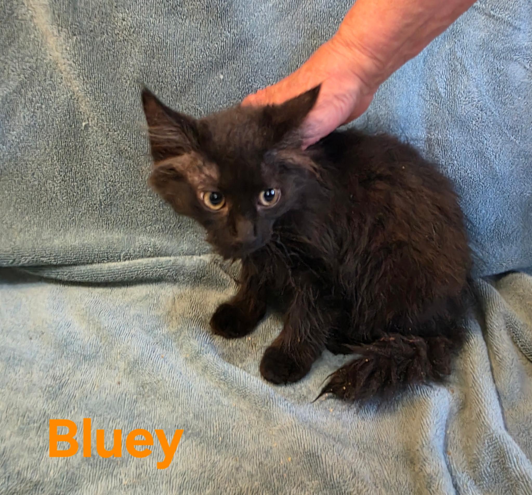 Bluey, ADOPTABLE, Young Female Domestic Short Hair.