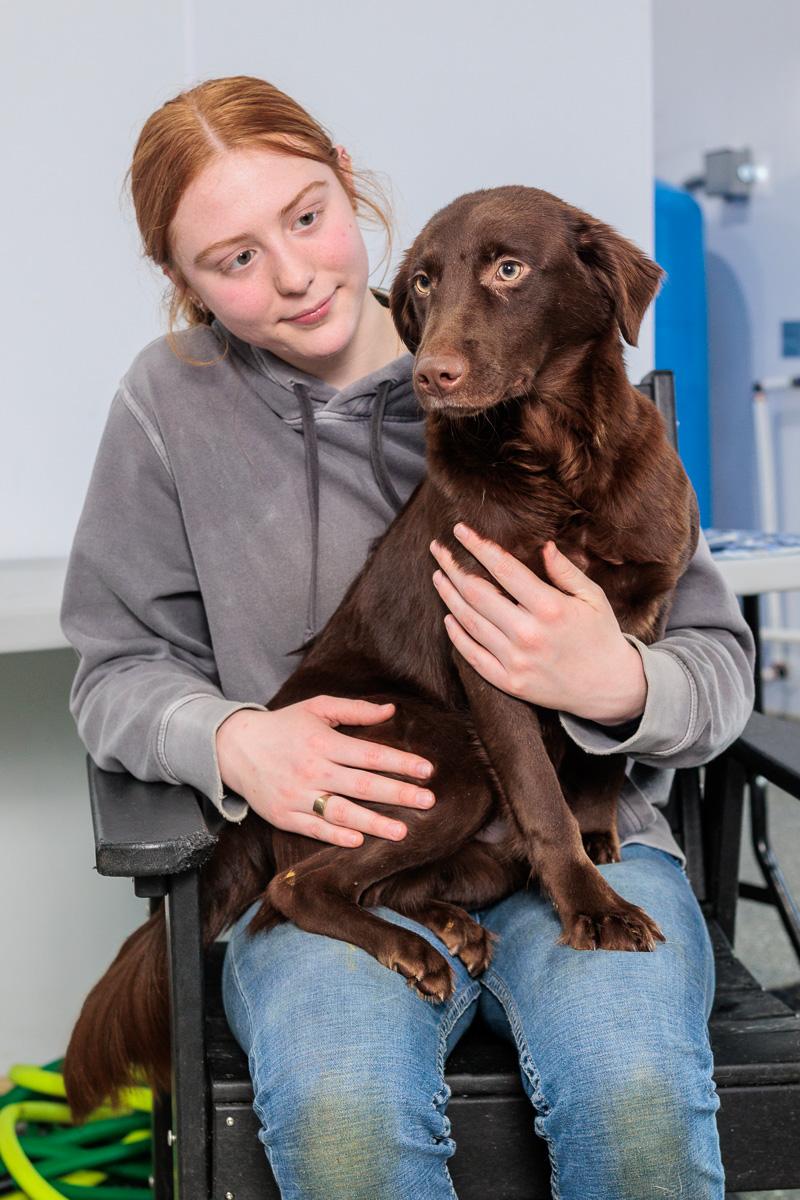 Maude, Adoptable, Adult Female Chocolate Labrador Retriever & Boykin Spaniel.