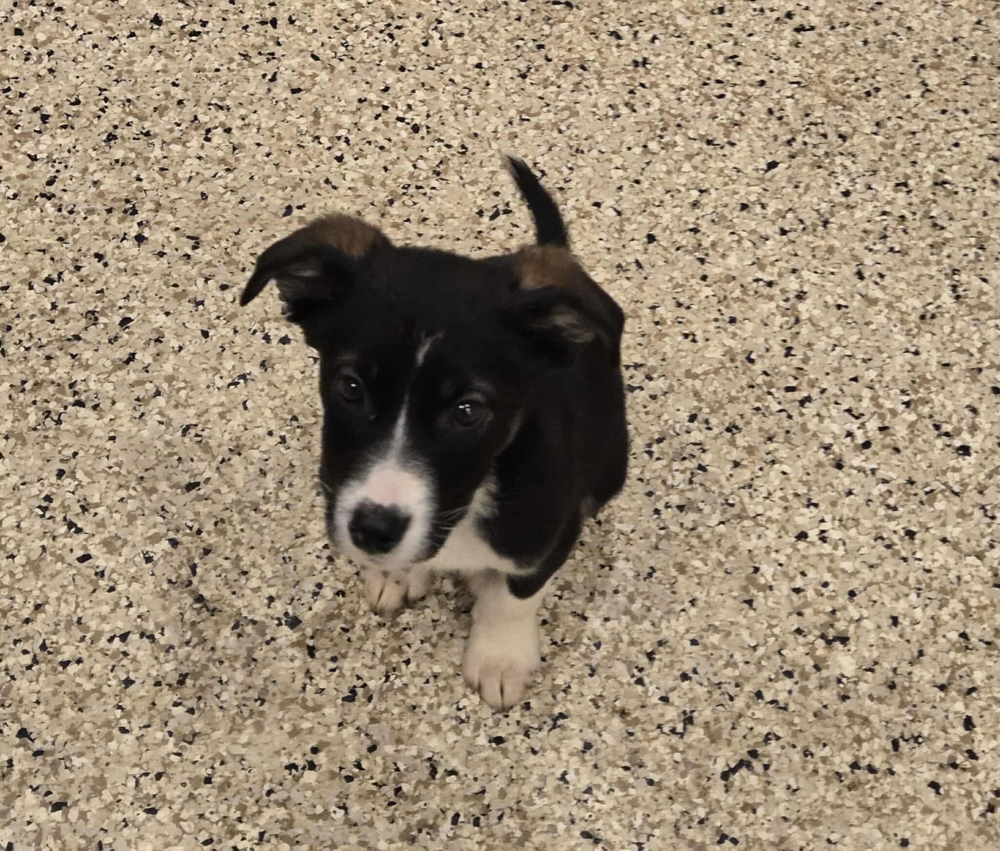 Cayla, an adoptable mixed breed in Freeport, IL image 1/2