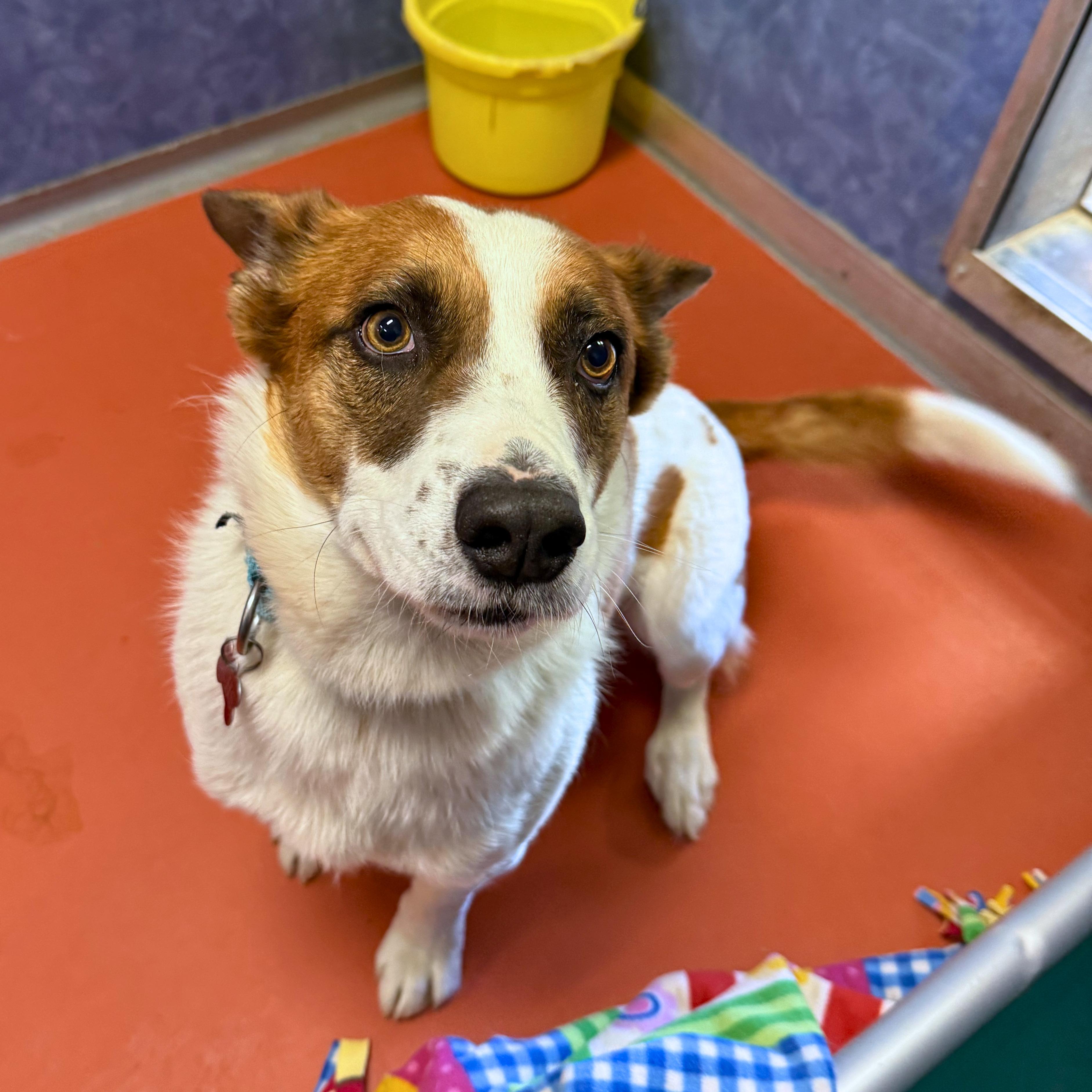 Rex, an adopted mixed breed in Ridgway, CO image 2/5