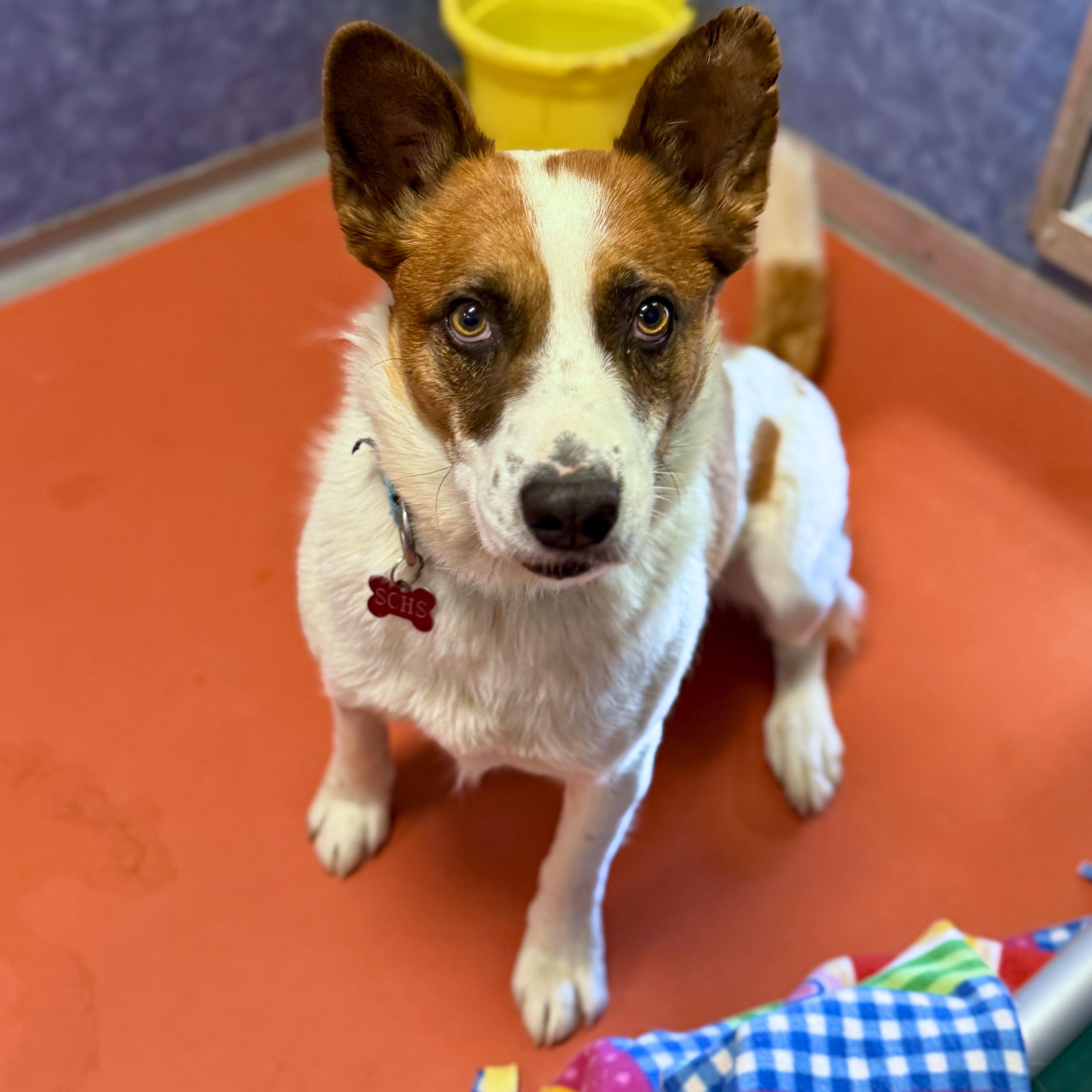 Rex, an adopted mixed breed in Ridgway, CO image 5/5