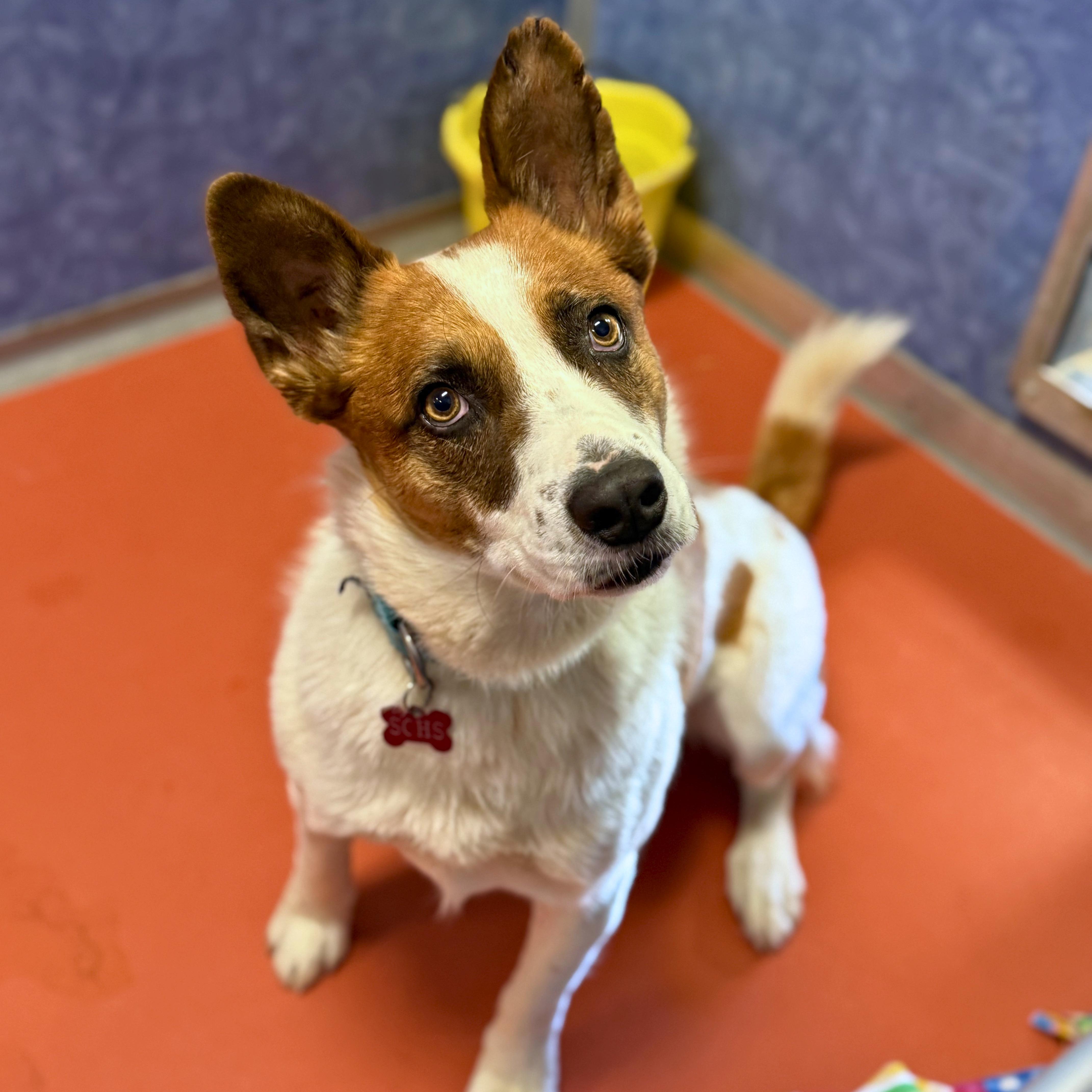 Rex, an adopted mixed breed in Ridgway, CO image 4/5