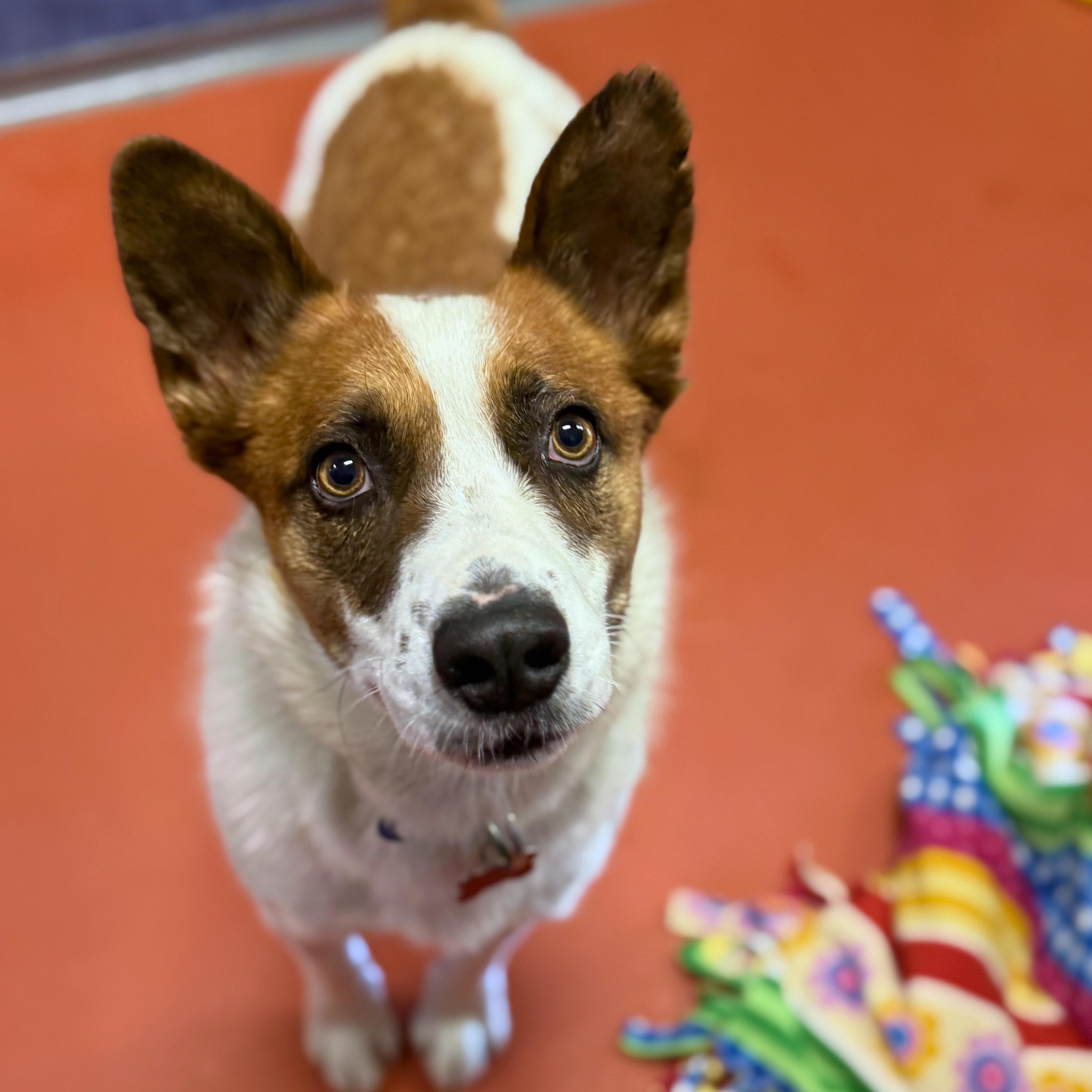 Rex, adopted, Young Male Corgi.