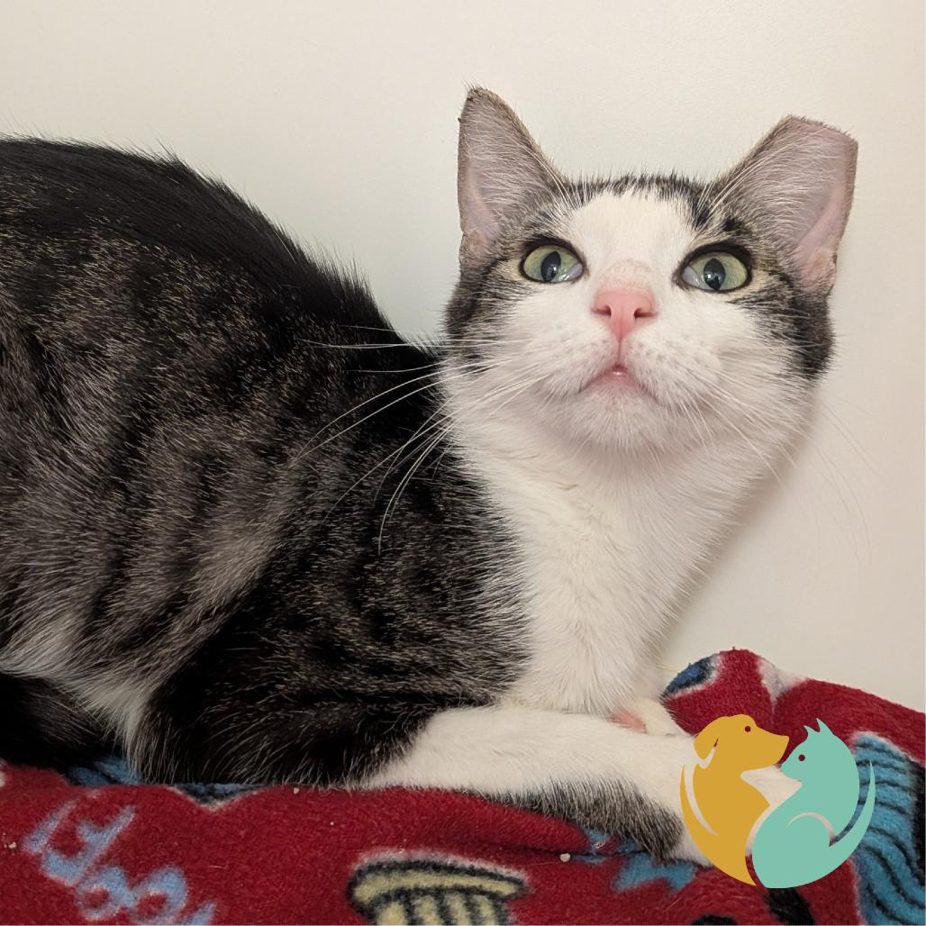 Enlarge Gator, a Adoptable Domestic Short Hair in Toledo, OH image 1/1