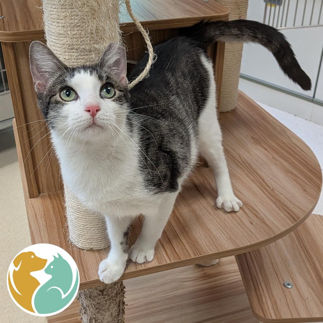 Enlarge Gator, a Adoptable Domestic Short Hair in Toledo, OH image 2/2