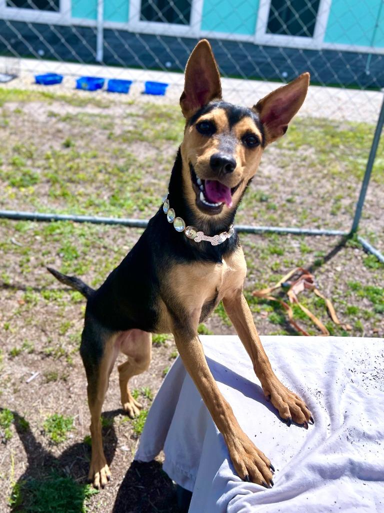 Enlarge Apple Jacks, a Adoptable mixed breed in Cape Coral, FL image 1/3