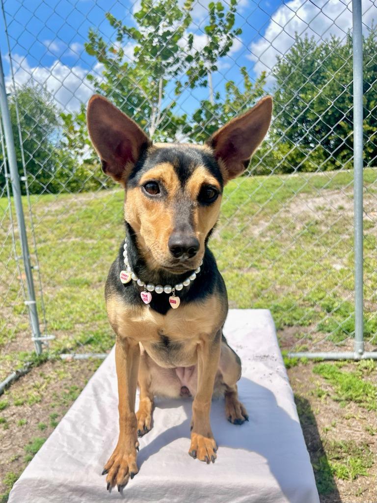 Enlarge Apple Jacks, a Adoptable mixed breed in Cape Coral, FL image 2/3