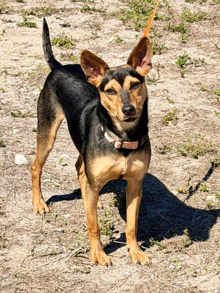 Enlarge Apple Jacks, a Adoptable mixed breed in Cape Coral, FL image 3/3