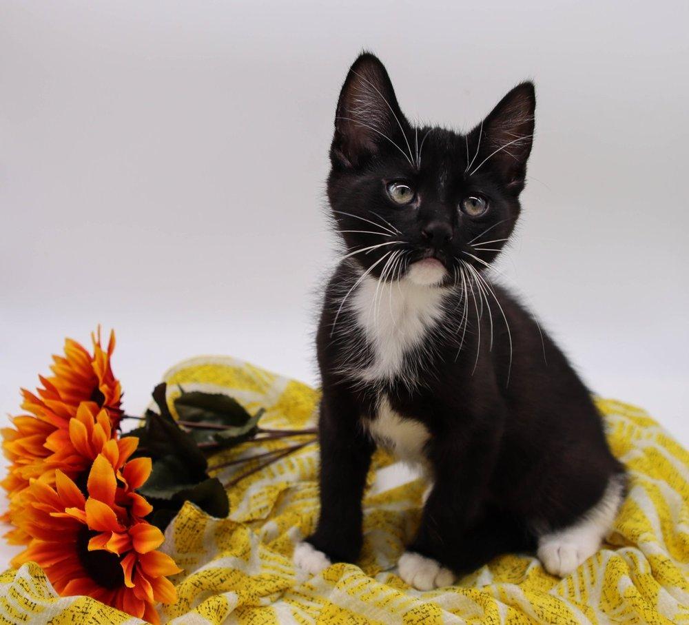 Enlarge Zed II (Milo XIV), a Adoptable Domestic Short Hair in Muskegon, MI image 1/1