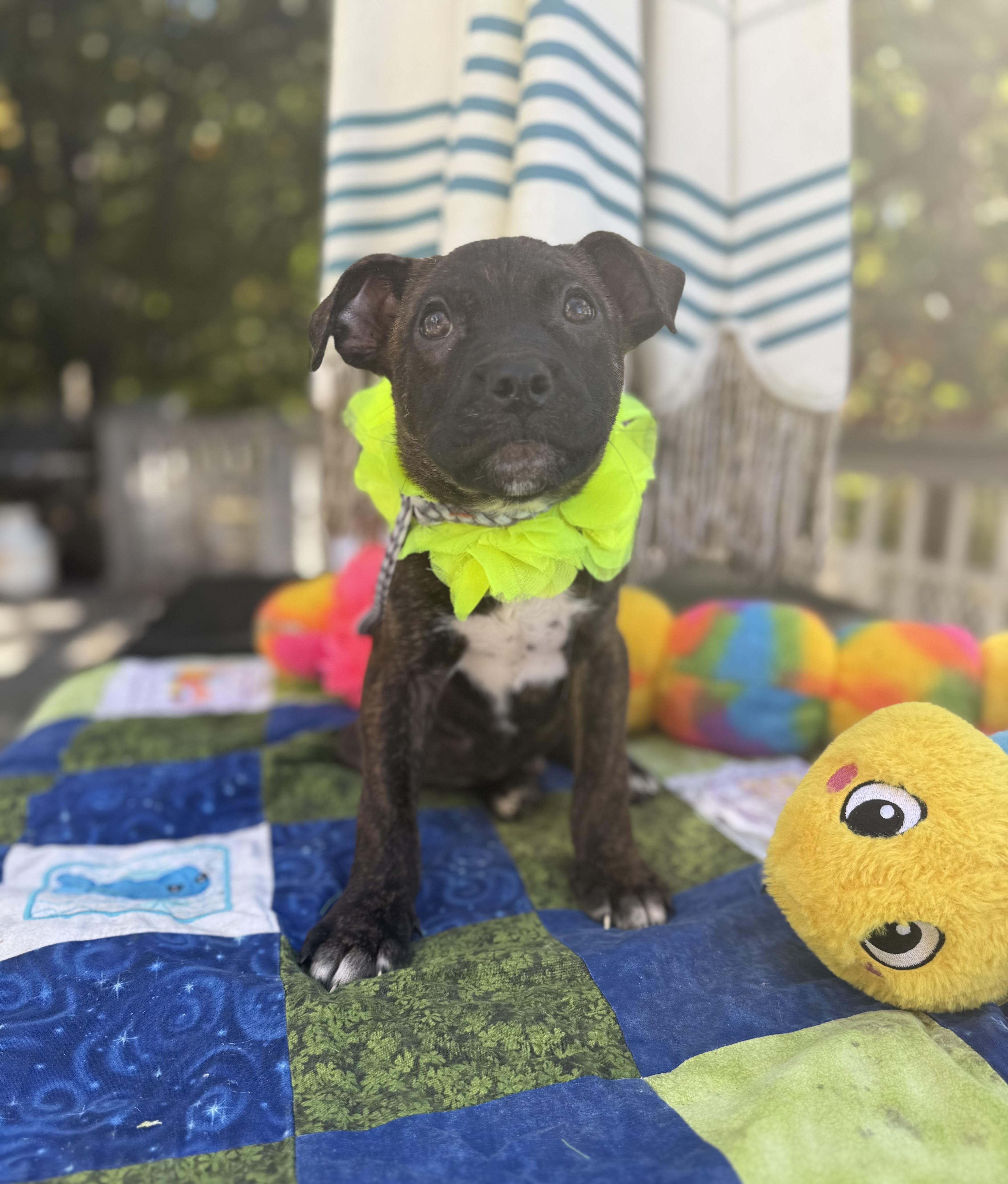Enlarge Hershys, a Adoptable mixed breed in White Lake, MI image 5/5