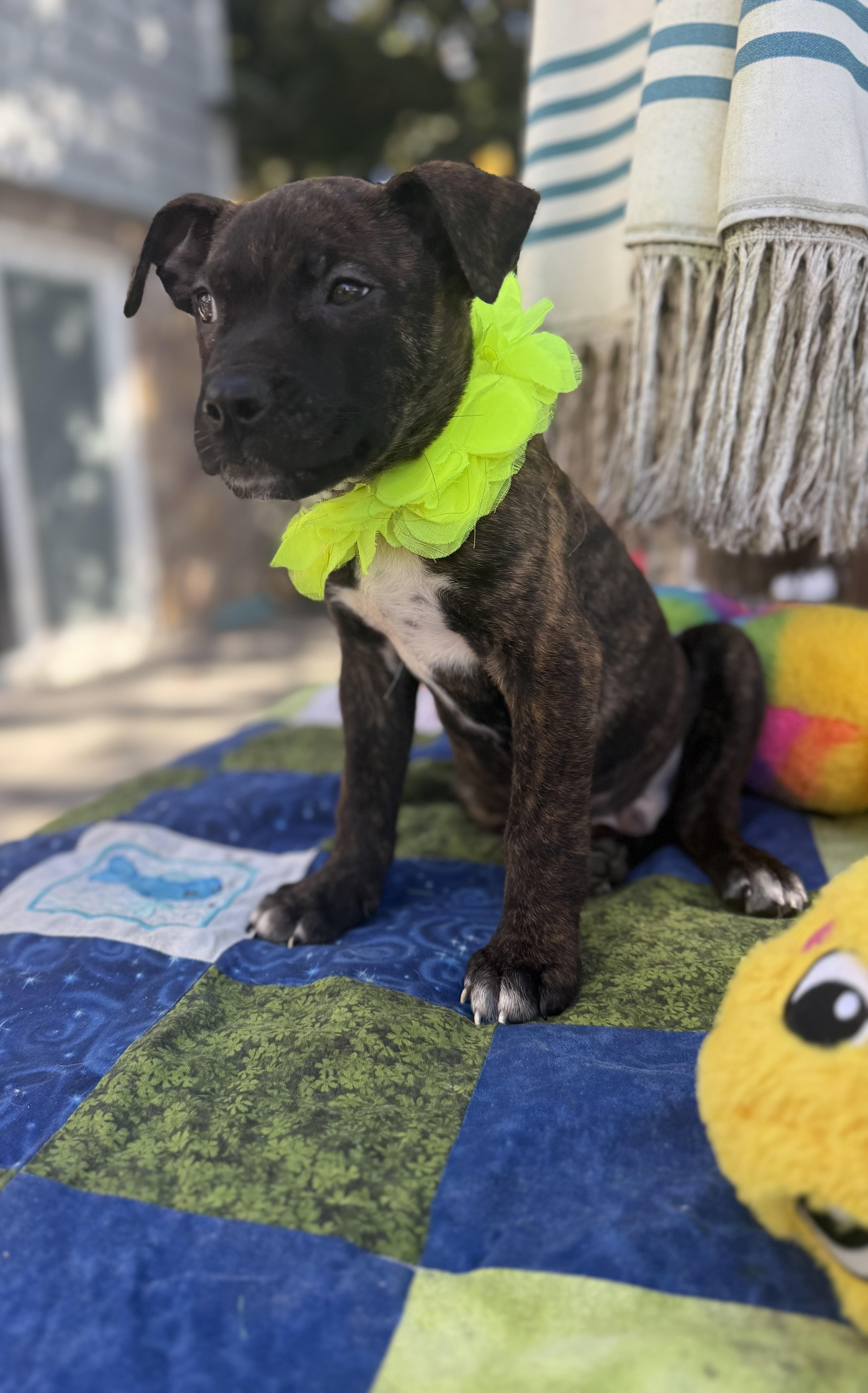 Enlarge Hershys, a Adoptable mixed breed in White Lake, MI image 2/5